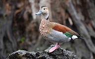 Ringed teal (Callonetta leucophrys)